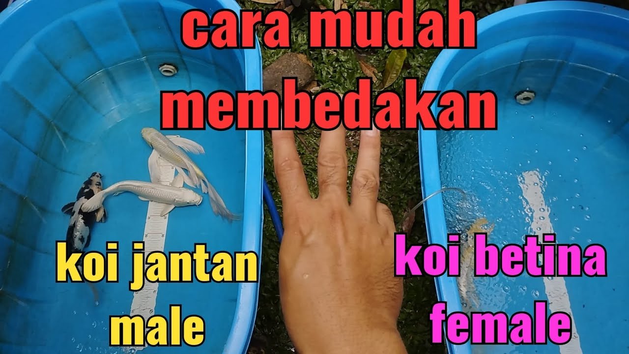 cara mudah membedakan koi jantan dan koi betina dan cara menggunakan obat blue atau PK