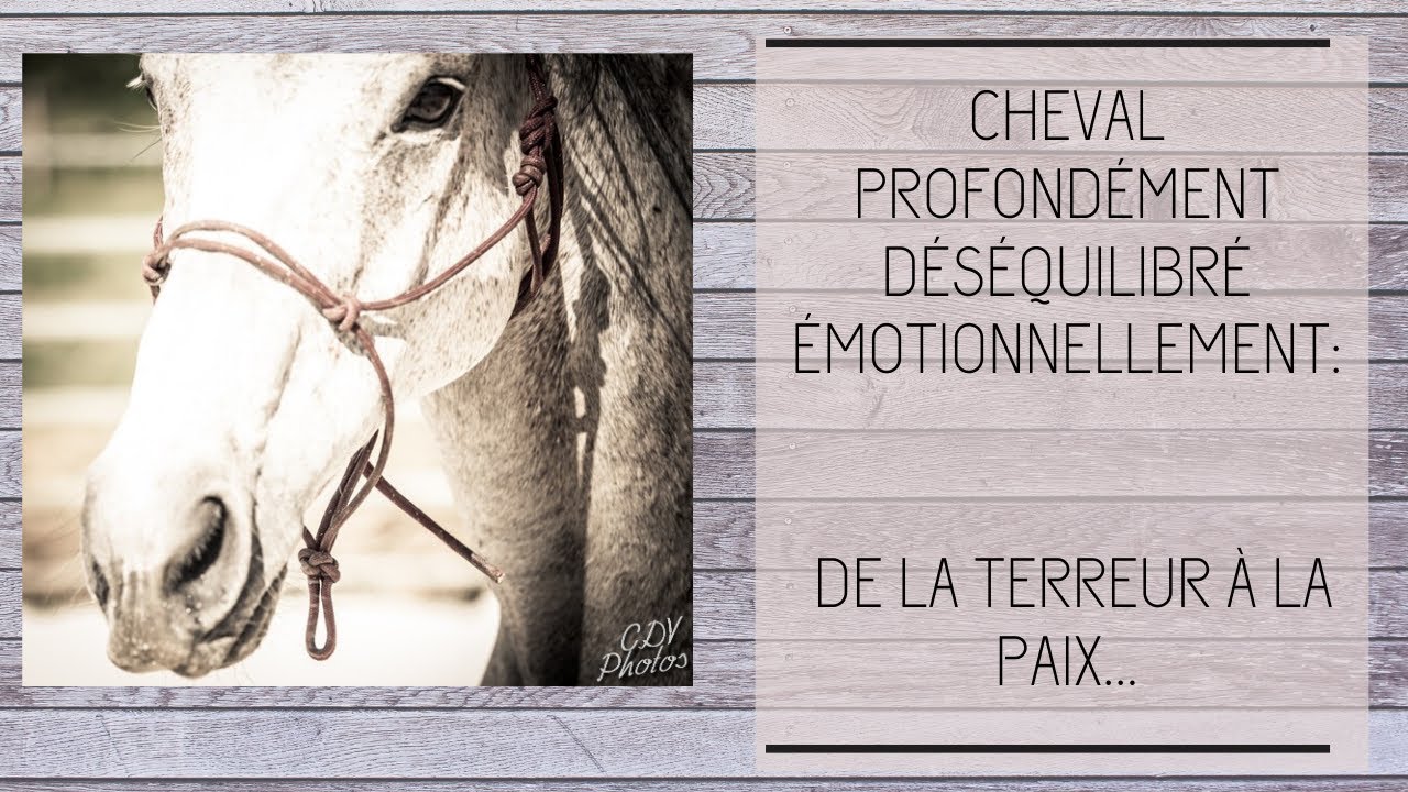 Cheval profondément déséquilibré émotionnellement: de la terreur à la paix partie 1