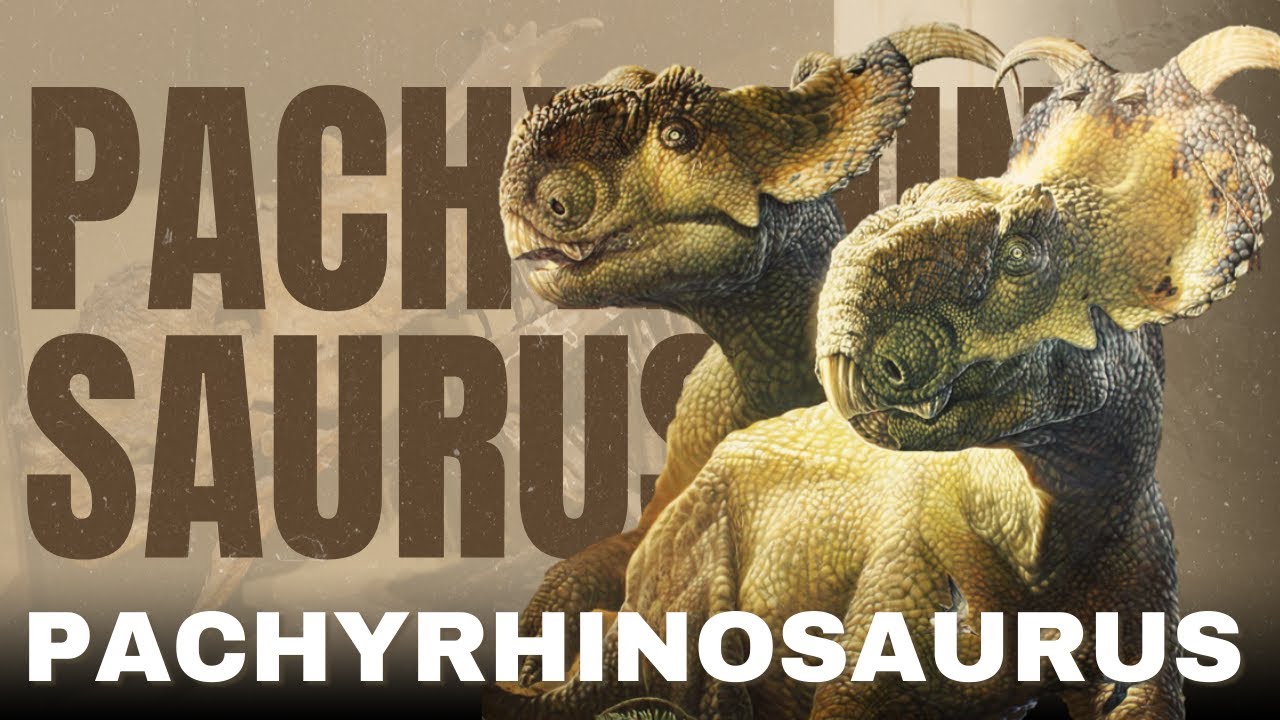 PACHYRHINOSAURUS - El lagarto de nariz gruesa