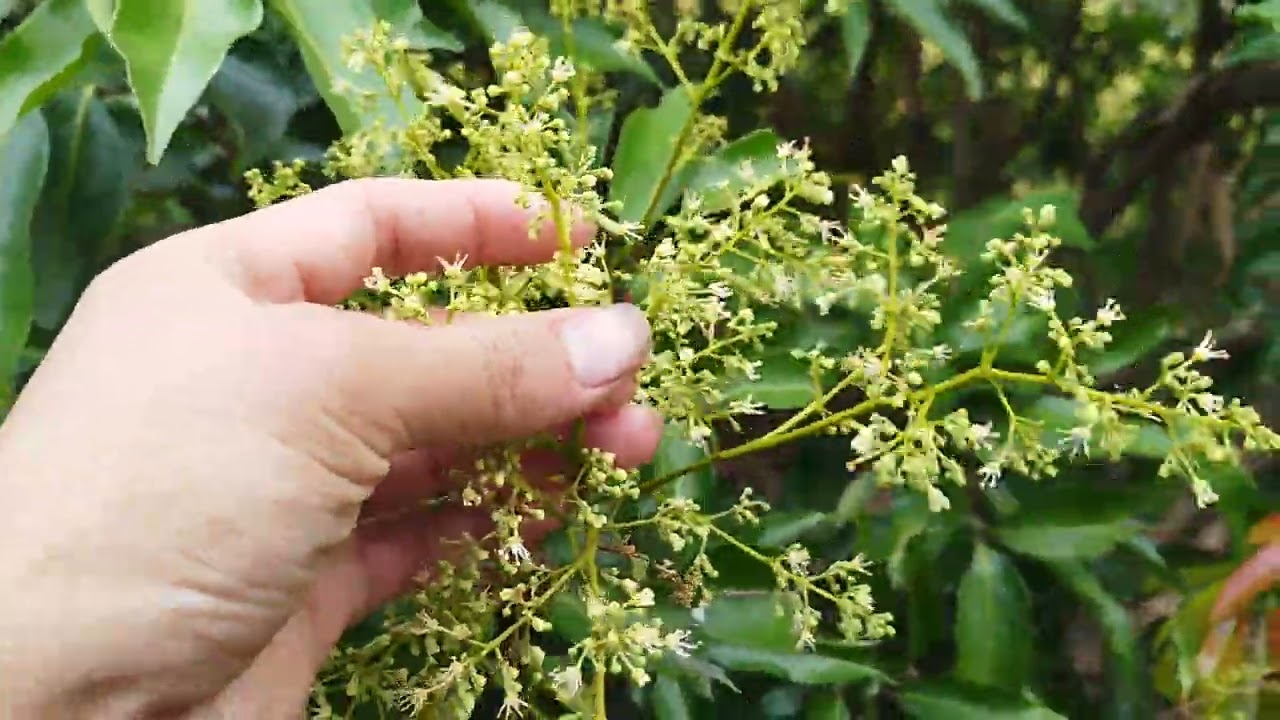 Vải Thanh Hà Chuẩn Bị Nở Hoa Cái 🙂