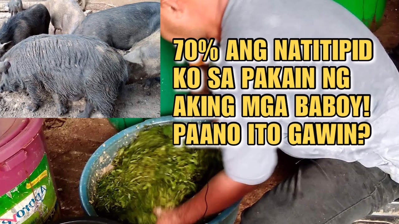 70% ANG NATITIPID KO SA PAKAIN NG AKING MGA BABOY! PAANO ITO GAWIN? | Kabokal's Farmer