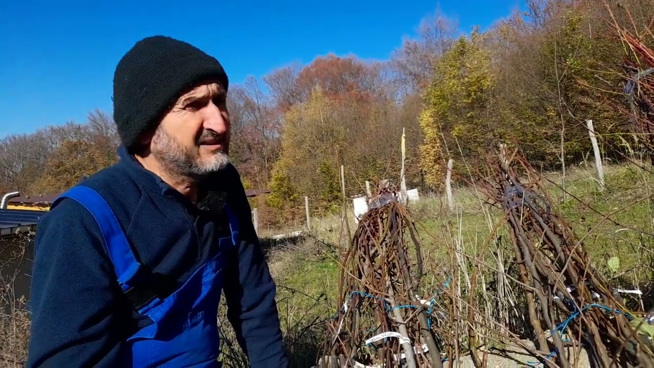 Pepiniera Mitreni   o diversitate fantastica de soiuri valoroase de pomi fructiferi