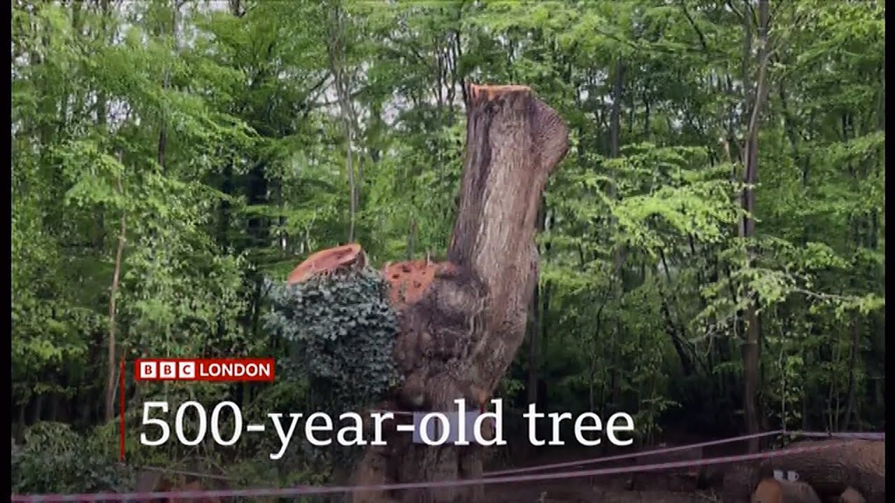 Fallen Oak - Sorry we cut down 500-year-old healthy tree (3) (UK) 17/Apr/2025