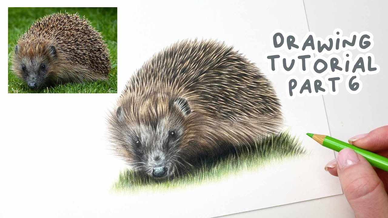 How to Draw a Realistic Hedgehog | Hedgehog Coloured Pencil Tutorial Part 6