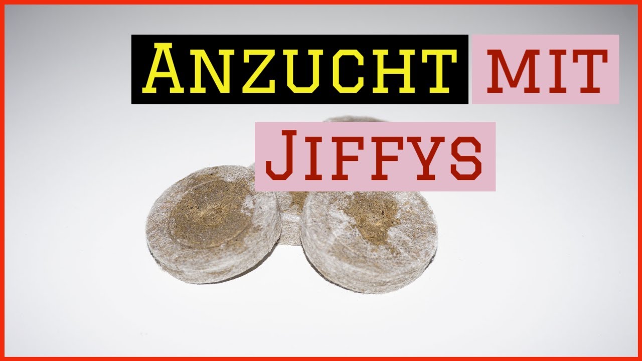ANZUCHT mit JIFFYS