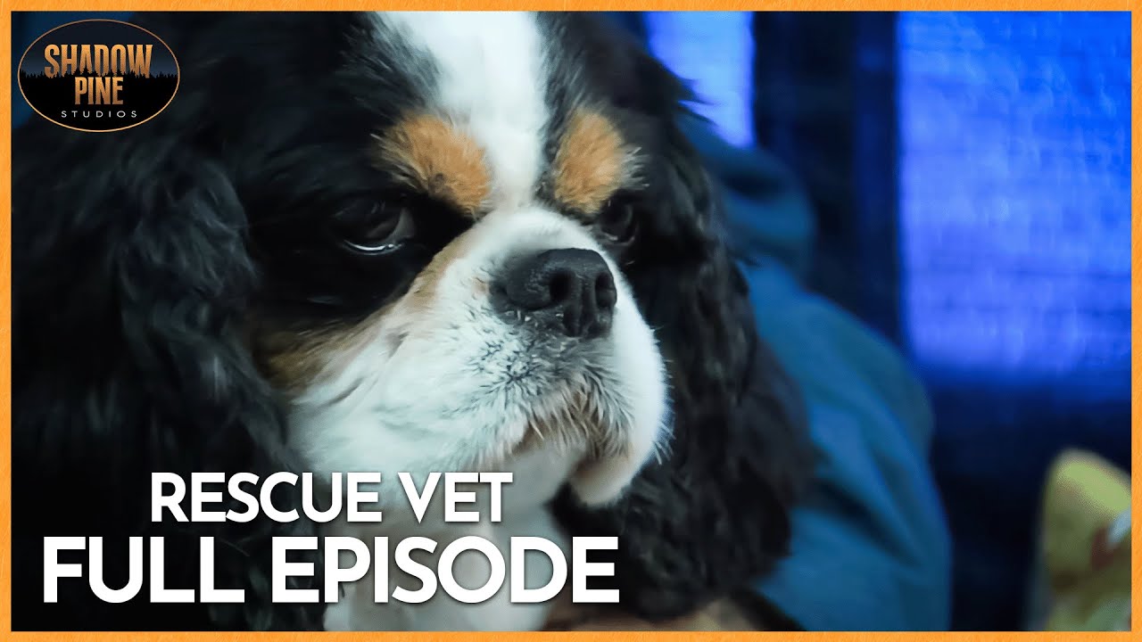 Heroic True Stories Of Animal Rescue! | Rescue Vet | SEASON 1 | FULL EPISODES | Shadow Pine Studios