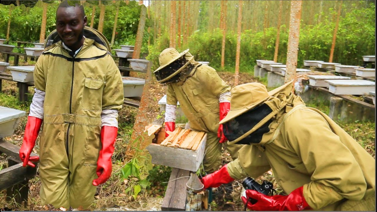 BEE-Hive Inspection In Beekeeping - How You Do It To Get Results Will Shock You. #beefarming
