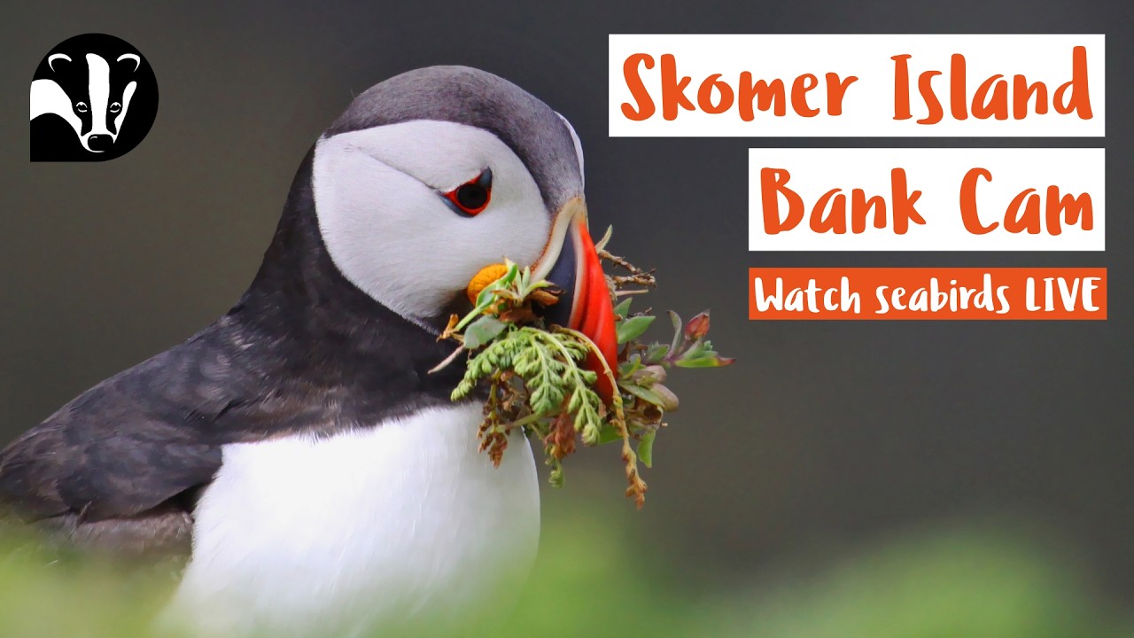 Puffin Bank Cam - Skomer Island Live Stream
