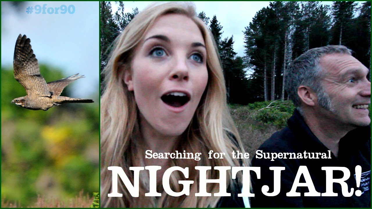 Searching for NIGHTJARS | Maddie Moate