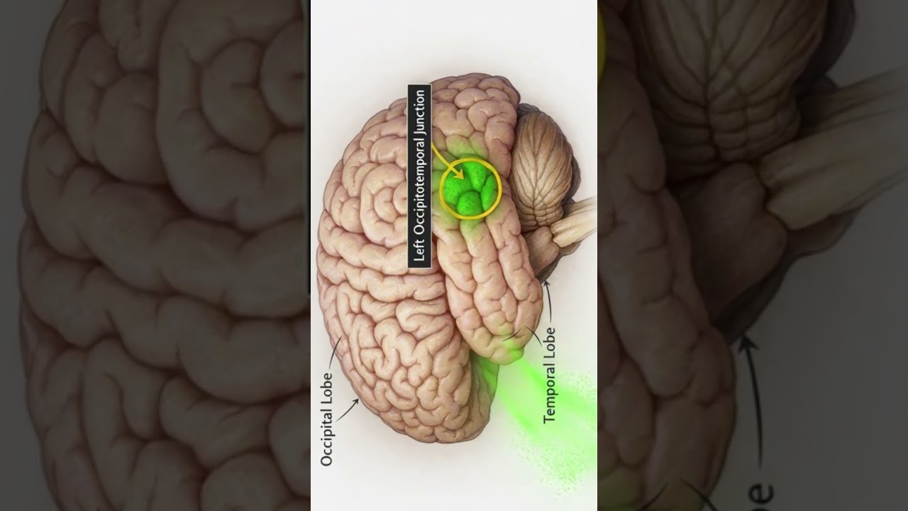 المناطق الدماغية المحددة التي تظهر تحسناً في سلامة المادة البيضاء نتيجة التدريب على المعداد الجزء 6