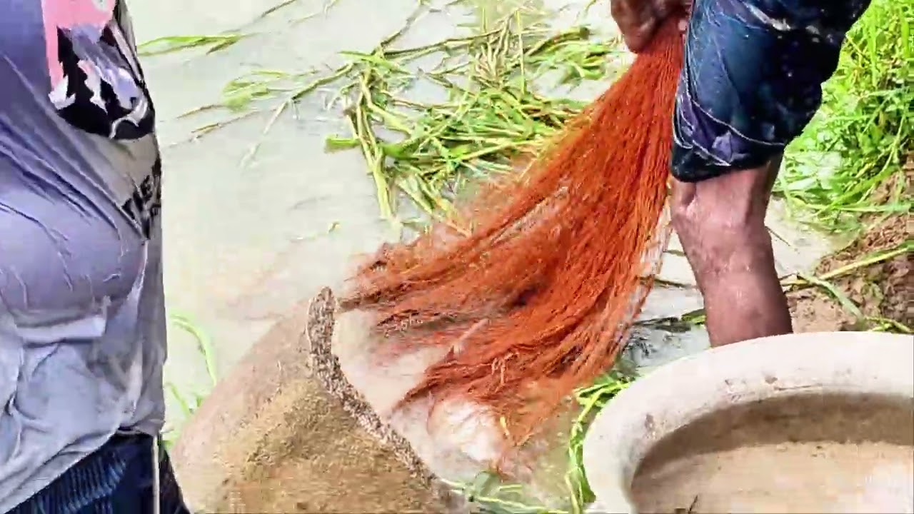 এই পুকুরে বড় বড় মাছ। Ei Pokore Boro Boro Mach 2026