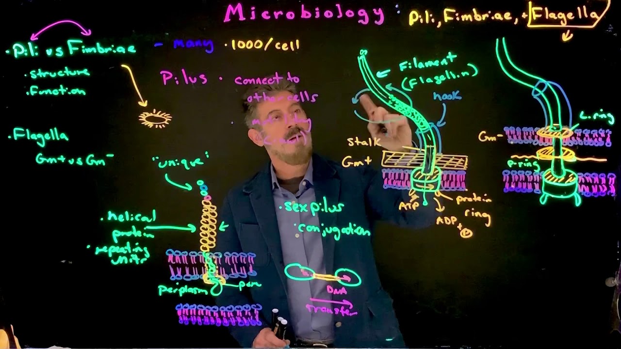 Flagella, Fimbriae, and Pili