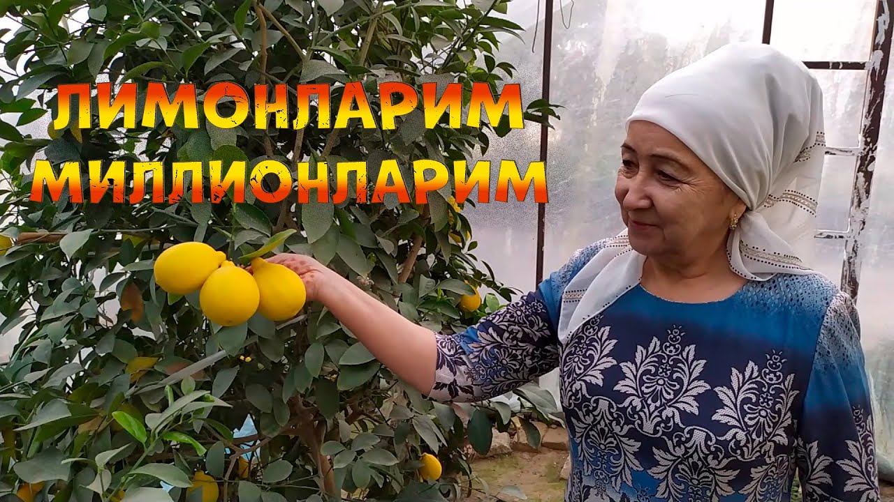 LIMON BOGIM / ЛИМОН БОҒИМ