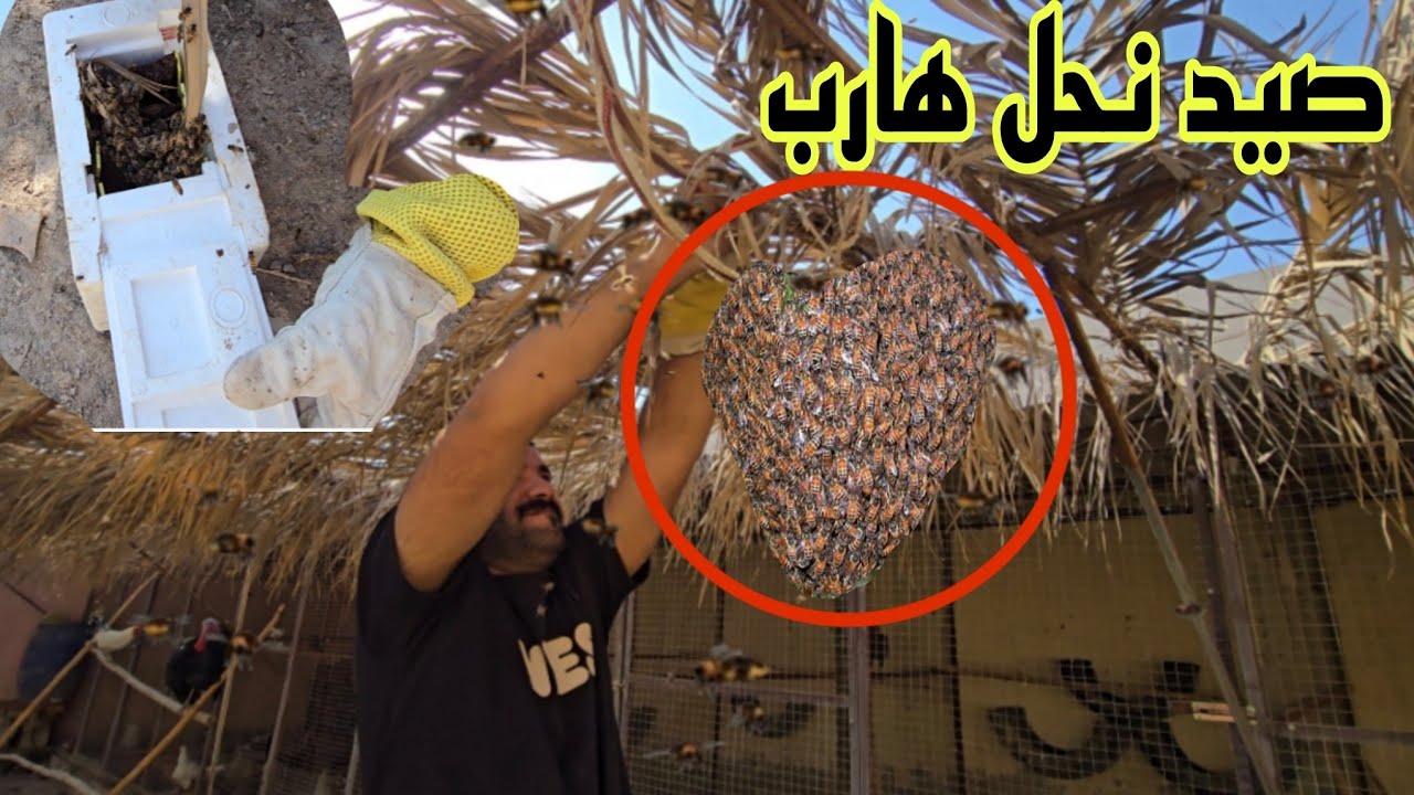 هروب خلية نحل من المزرعة 😱