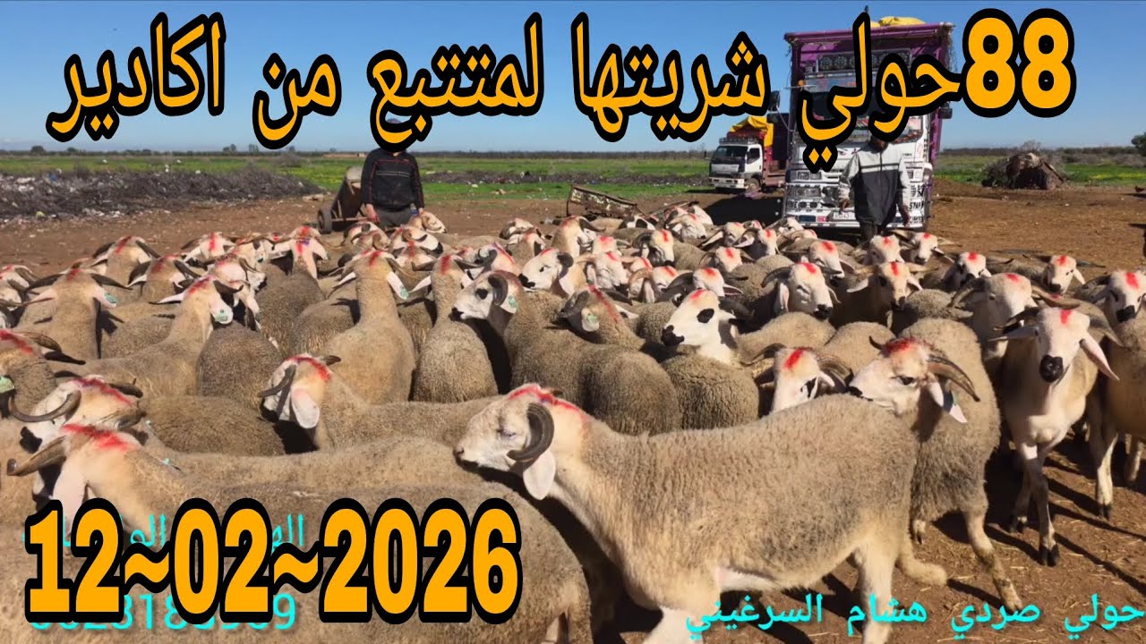 بسم الله #88حولي شريتها لمتتبع من #اكادير 12~02~2026