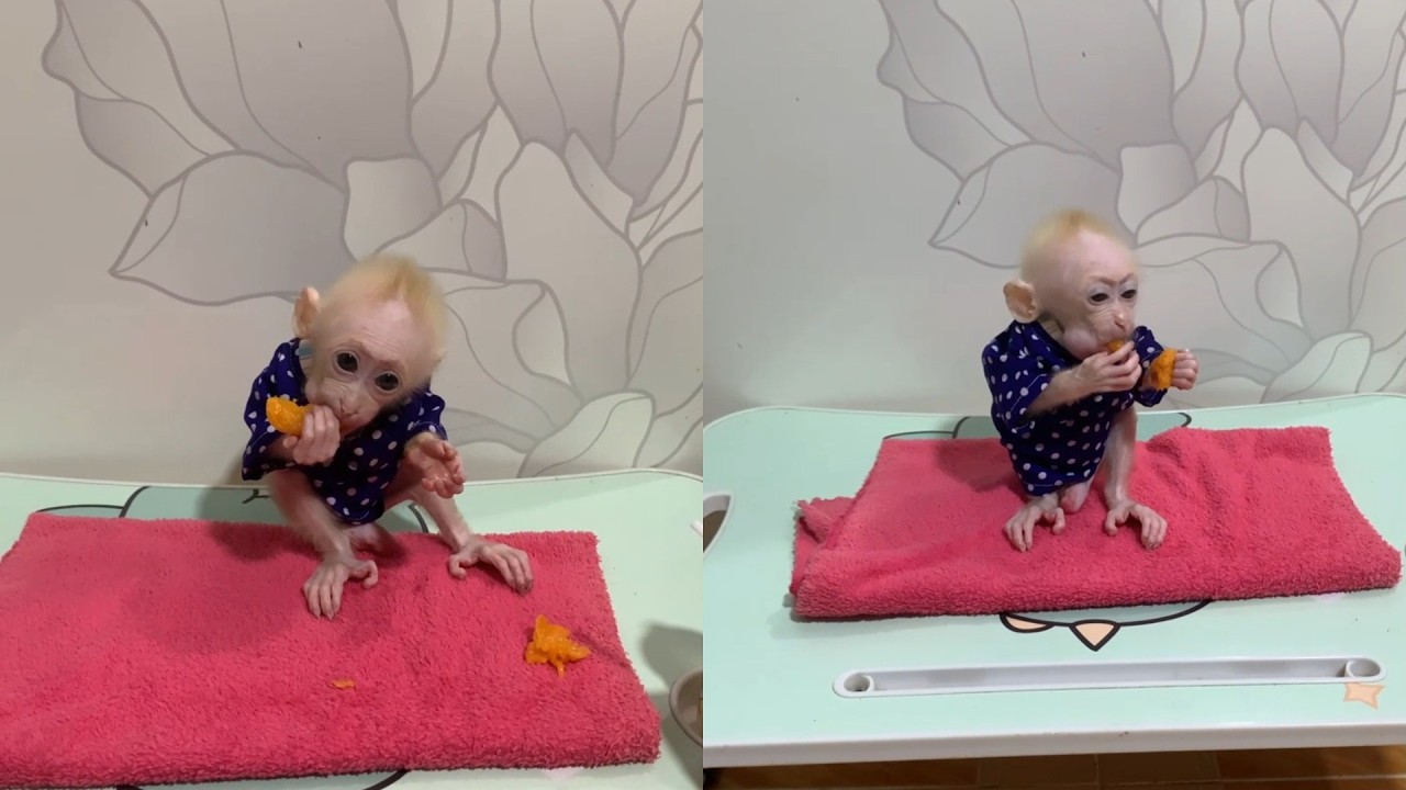 So Sweet! Baby Monkey Sits on a Cozy Towel for Fruit Snack Time 🍊🐒
