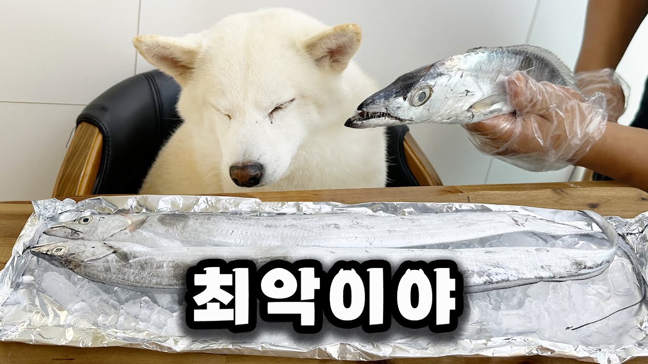 생일선물받고 충격받은 강아지 ㅋㅋ(여우 6살 생일축하해)