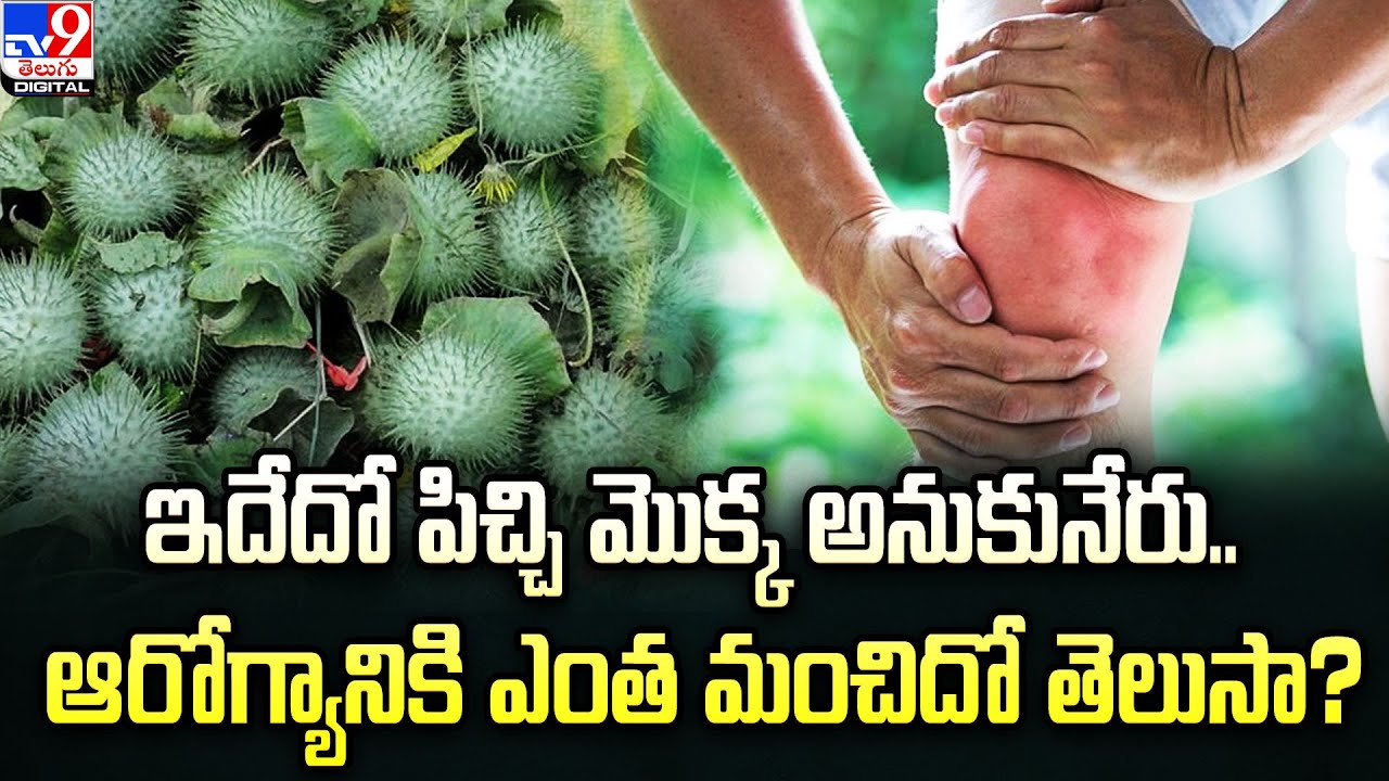 ఇదేదో పిచ్చి మొక్క అనుకునేరు.. ఆరోగ్యానికి ఎంత మంచిదో తెలుసా? | Datura Benefits | Datura Flower -TV9