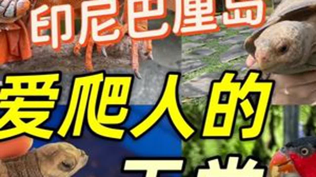 从动物园到爬店到保育中心，在巴厘岛我太幸福了 #养龟人 #龟宠时代 #巴厘岛 #旅行推荐官 #巴厘岛旅行 DOU@晓剧场