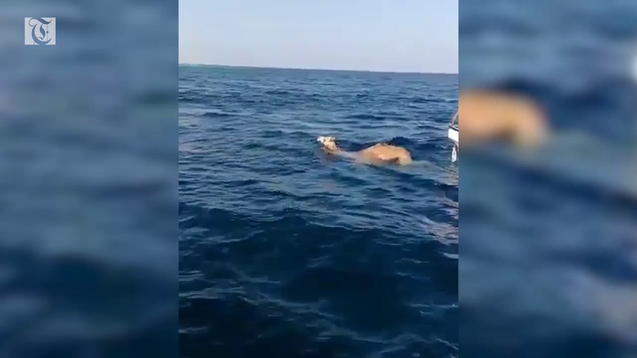 Camels go for a swim in Oman