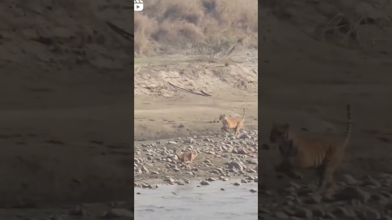 Tiger Hunting Deer - Dhikala Corbett National Park