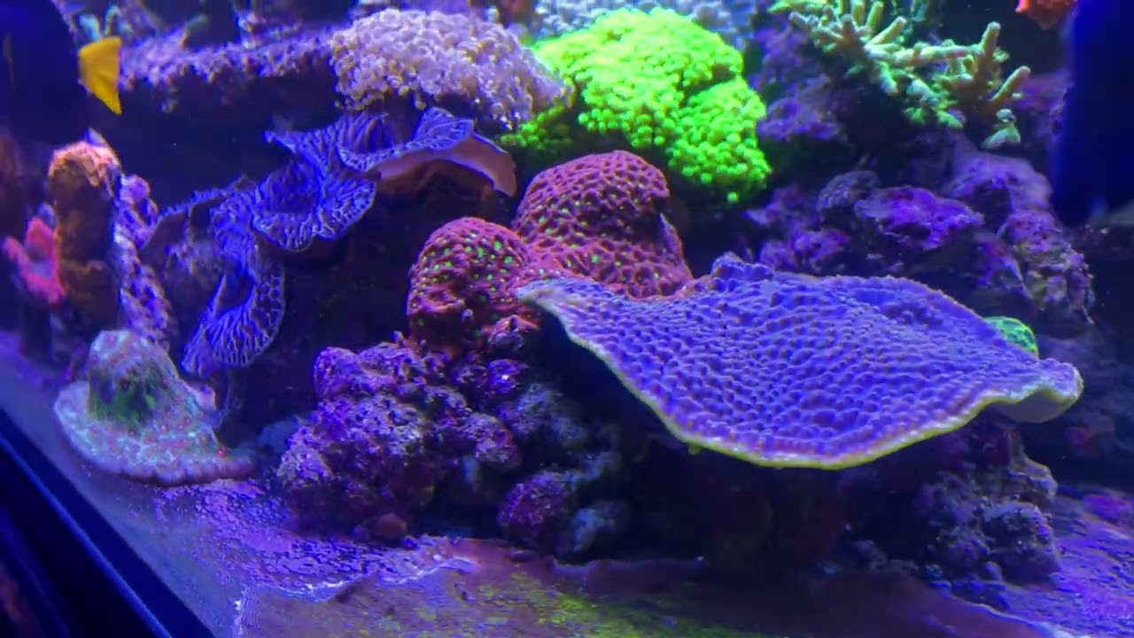 Reef Time