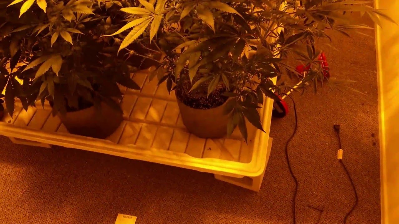 50 Day Vegetative state, WiFi, Aliens on Moonshine, and Black Cherry Soda Day 19 Flower
