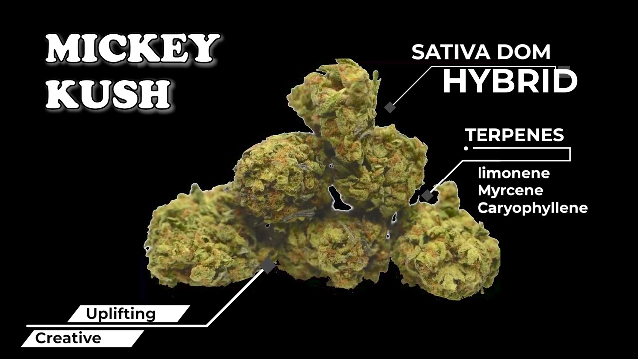 MICKEY KUSH