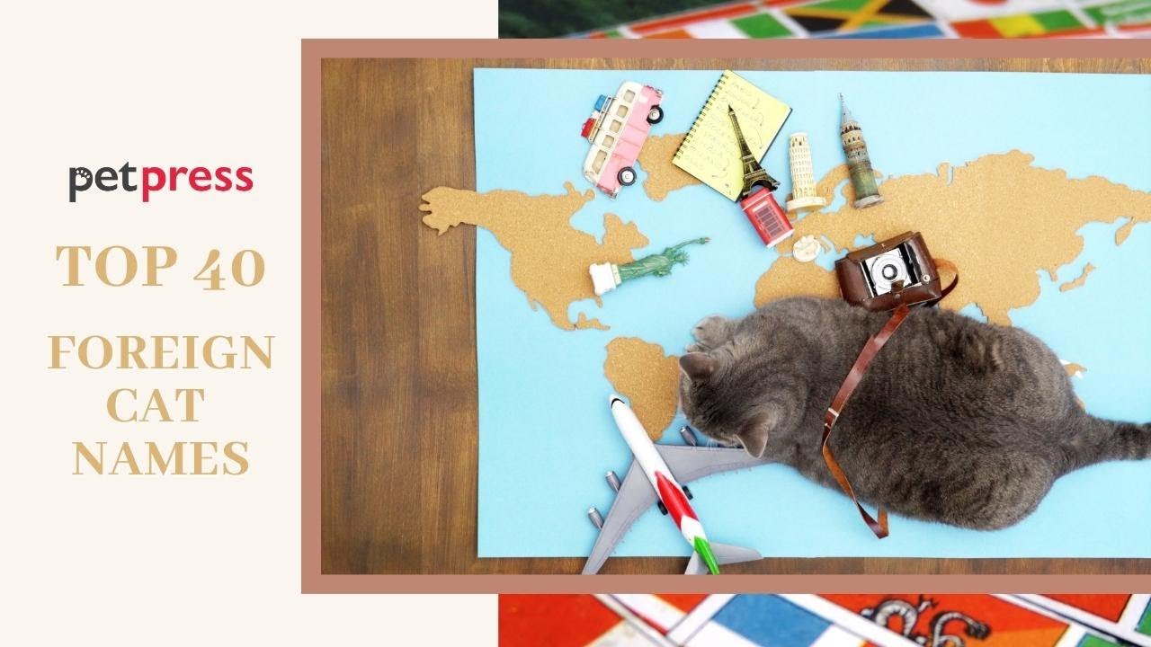 Top 40 Foreign Cat Names You Didn't Know Existed | PetPress