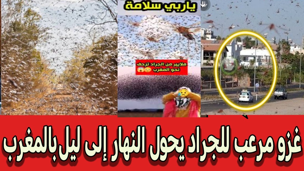 العيون تحت الحصار! 😱 غزو مرعب للجراد يحول النهار إلى ليل.. لن تصدق ما تراه!