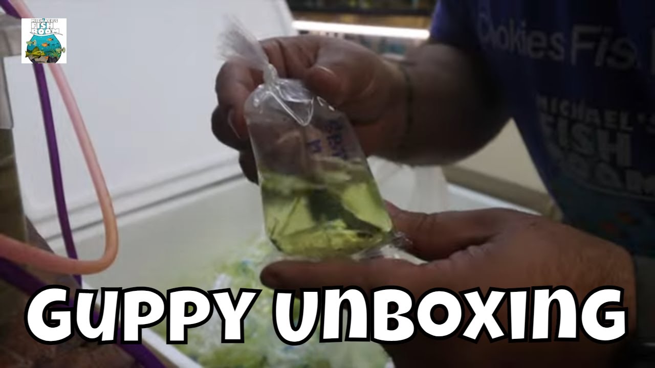 Amazing Guppy Fish Unboxing
