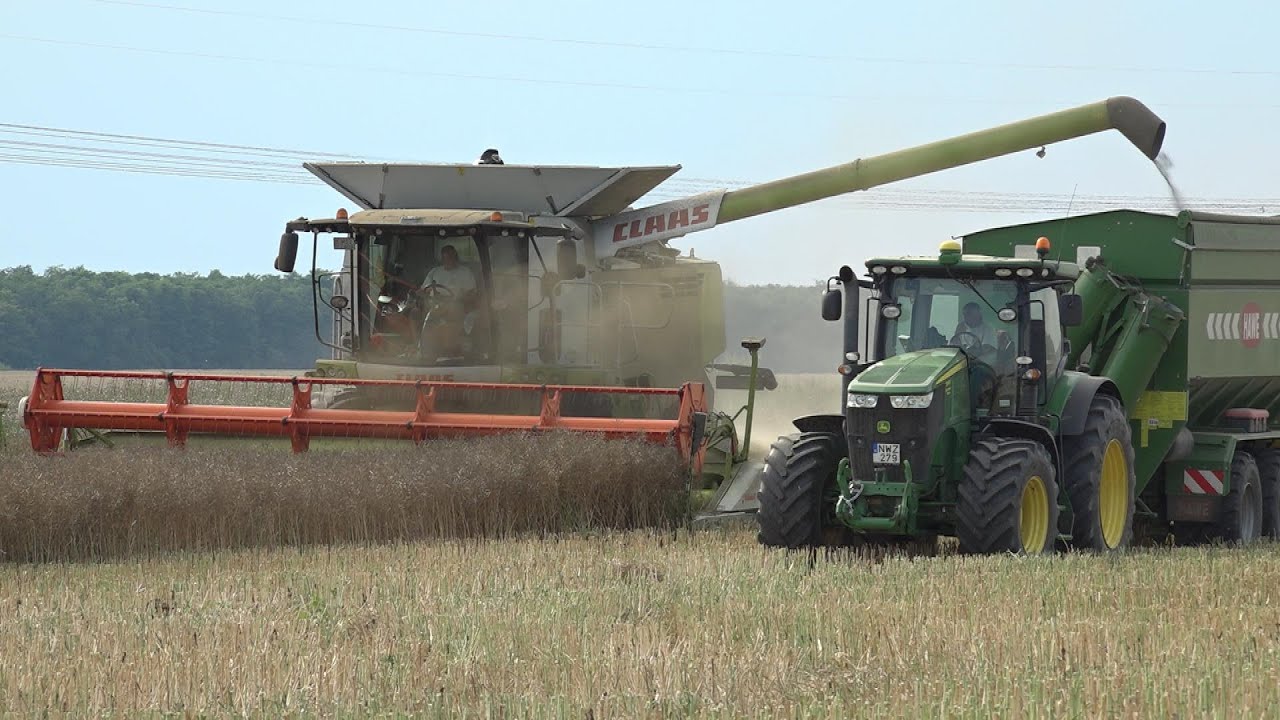 Syngenta repcearatás Mezőfalván