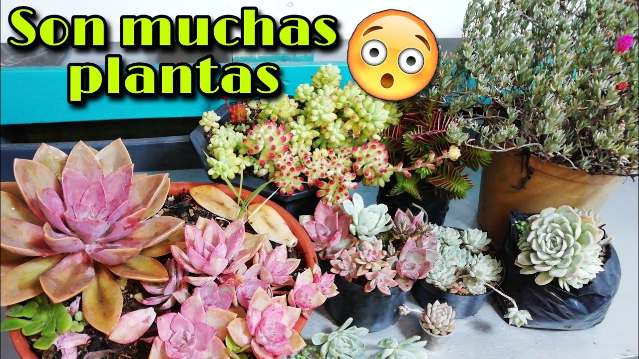 TODAS ESTAS SUCULENTAS TENDRÁN NUEVA CASA (sedum, senecio, echeveria, etc.) 🌱 | Jardines by Angie