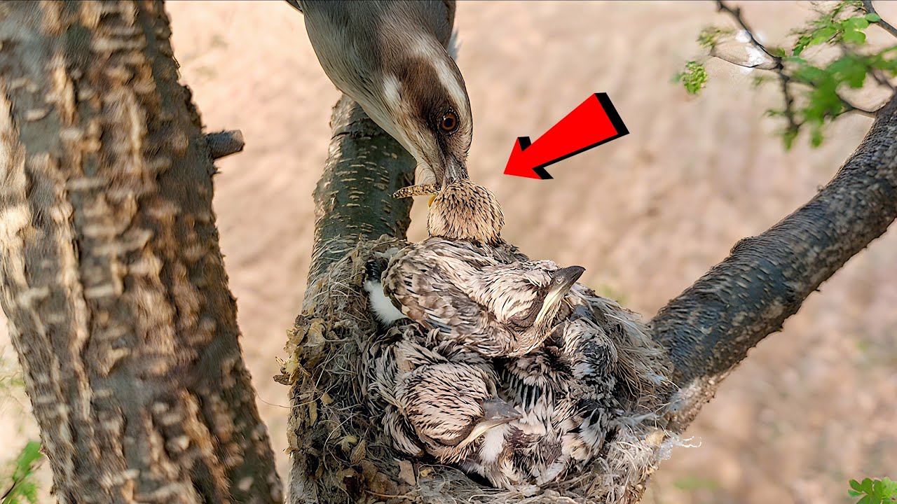 Wood bird Feeding a Fresh Insect to Its Growing Nest Chicks!