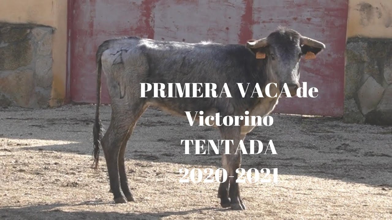 PRIMERA VACA en TENTADERO 2020-2021
