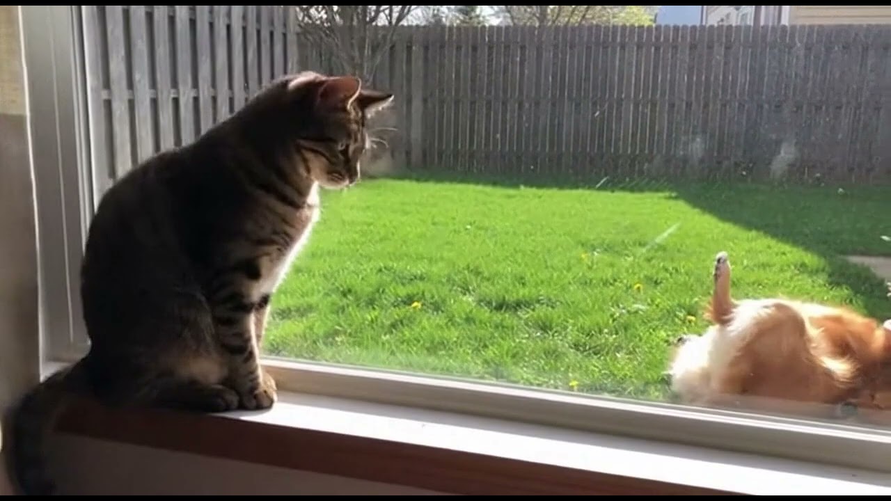 Dog and cat
