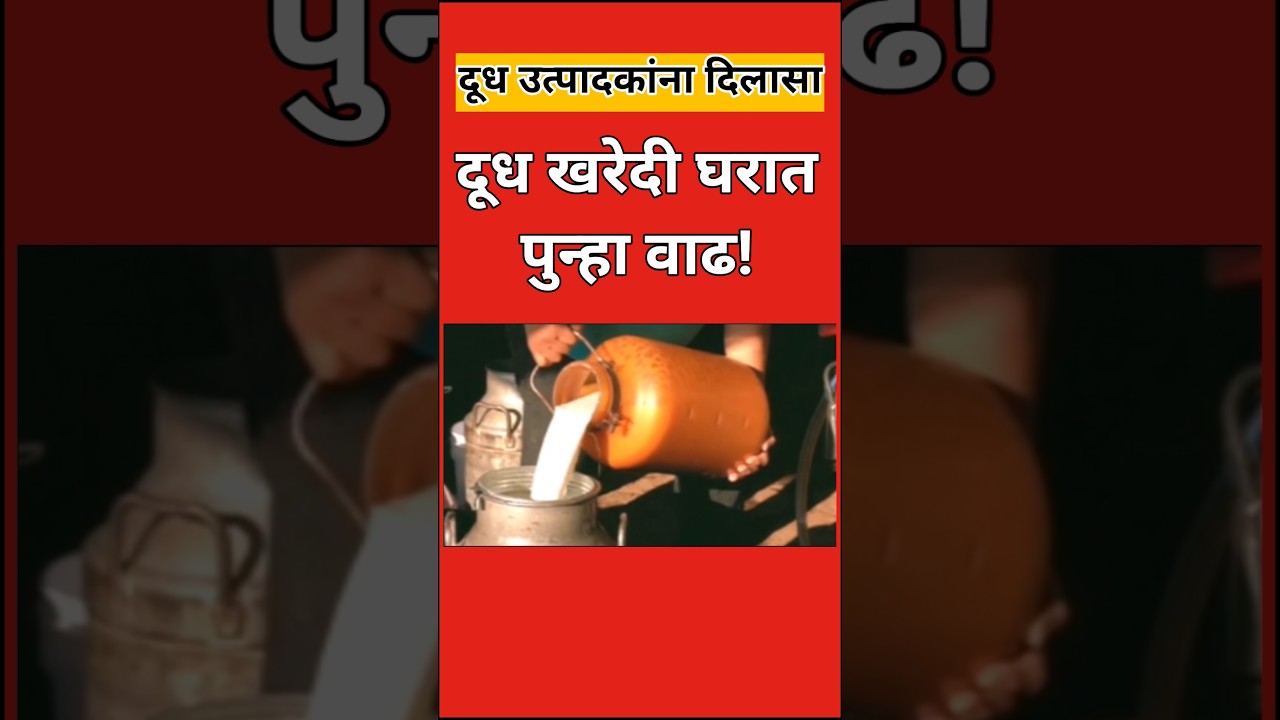 दूध खरेदी दरात पुन्हा वाढ #milkrate #दूध_व्यवसाय#milk#दूधउत्पादक# #milkfed#dudh#shortvideo