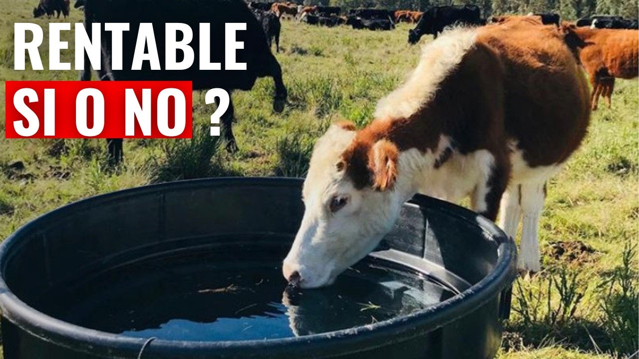 Se puede VIVIR del CAMPO con SOLO 10 hectáreas arrendadas 😲