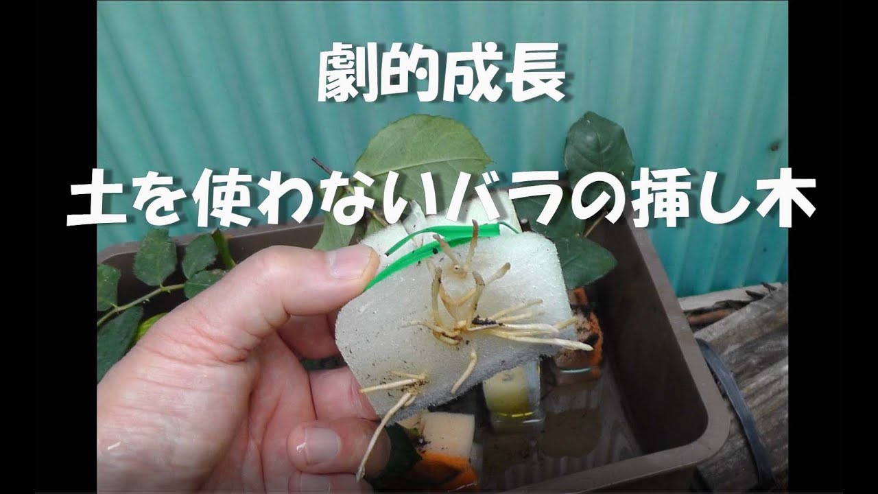 劇的成長　土を使わないバラの挿し木