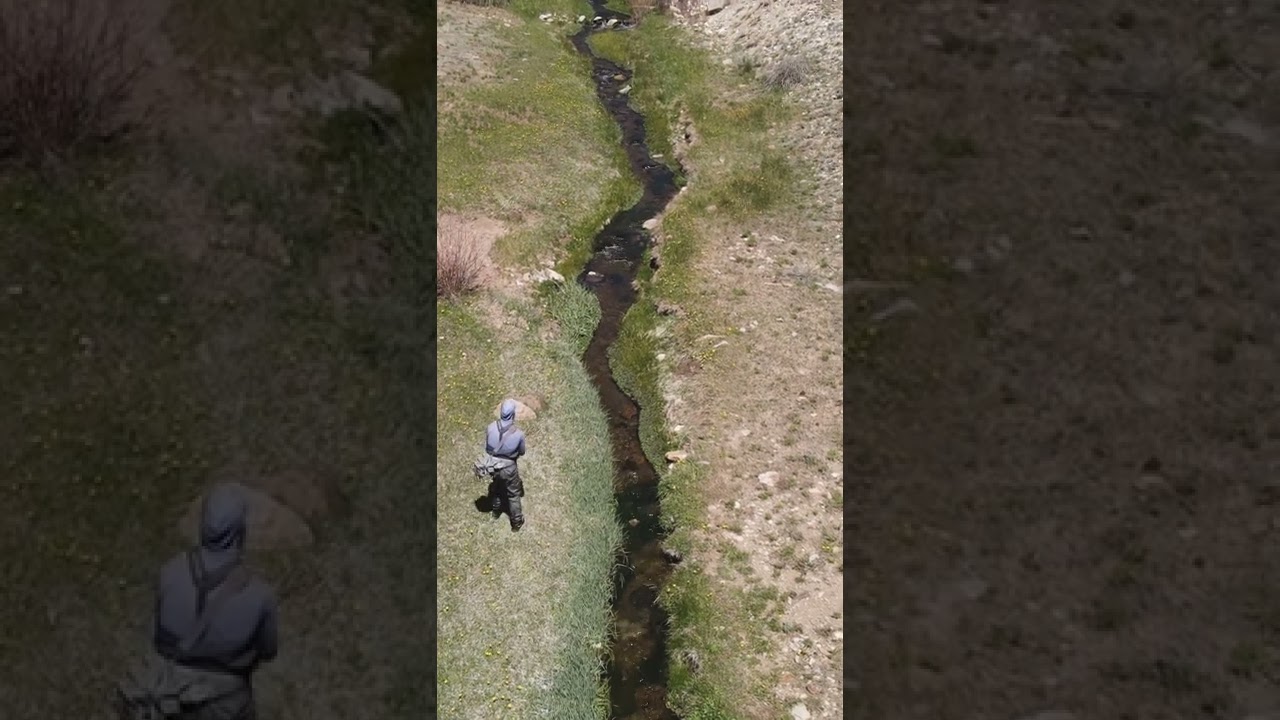 Small Stream Dry Fly Eats FTW