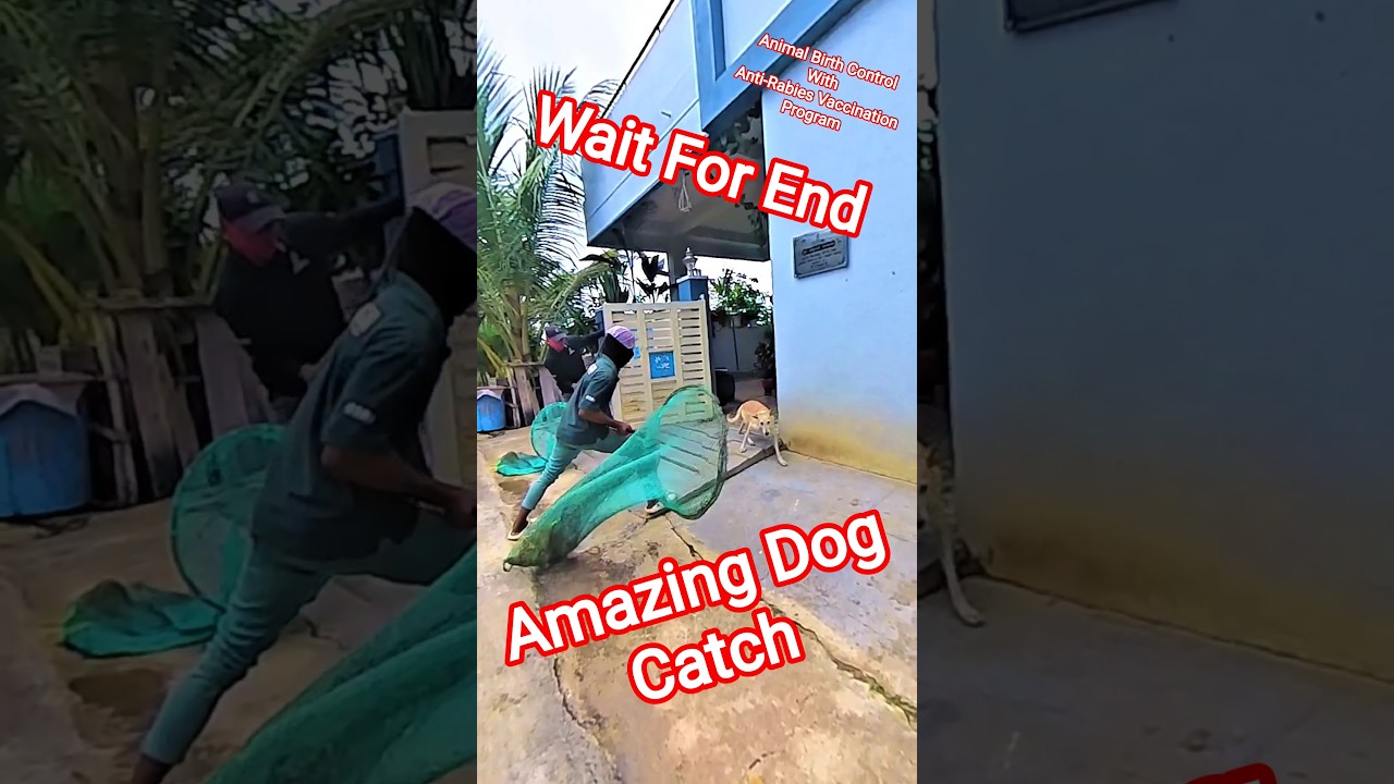 Gojo Double Dog Catch #dog #streetdogrevival #city #ytviral #gojo