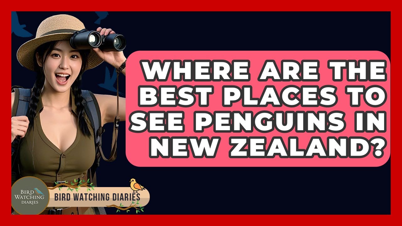 Where Are The Best Places To See Penguins In New Zealand? - Bird Watching Diaries
