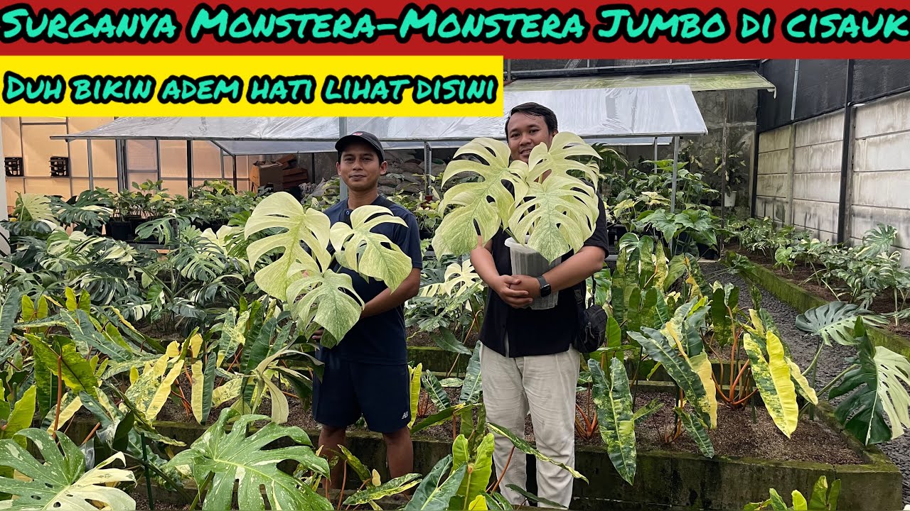 SURGANYA MONSTERA-MONSTERA JUMBO DI CISAUK⁉️ DUH BIKIN ADEM HATI LIHAT DISINI