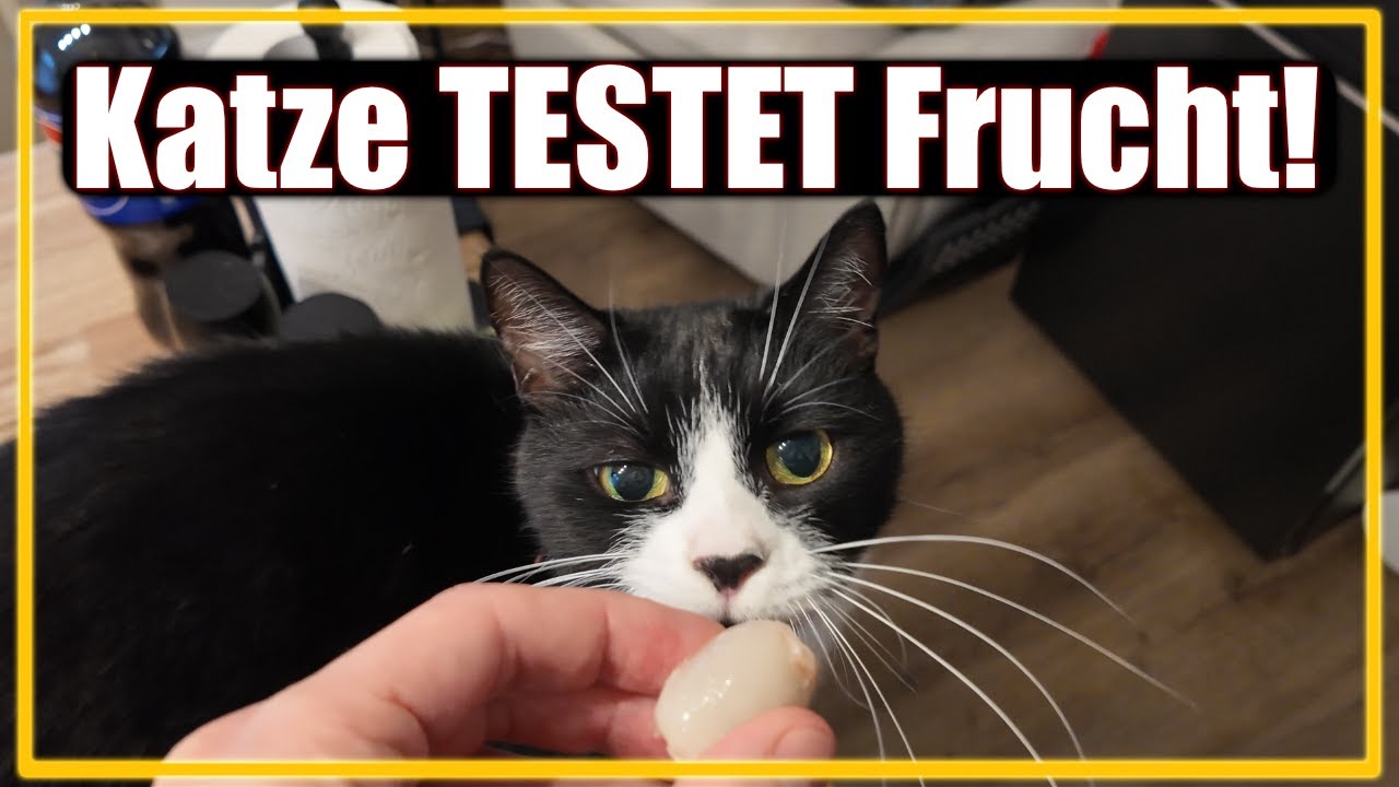 KATZE TESTET - Was sagt die KATZE zu DIESER FRUCHT?
