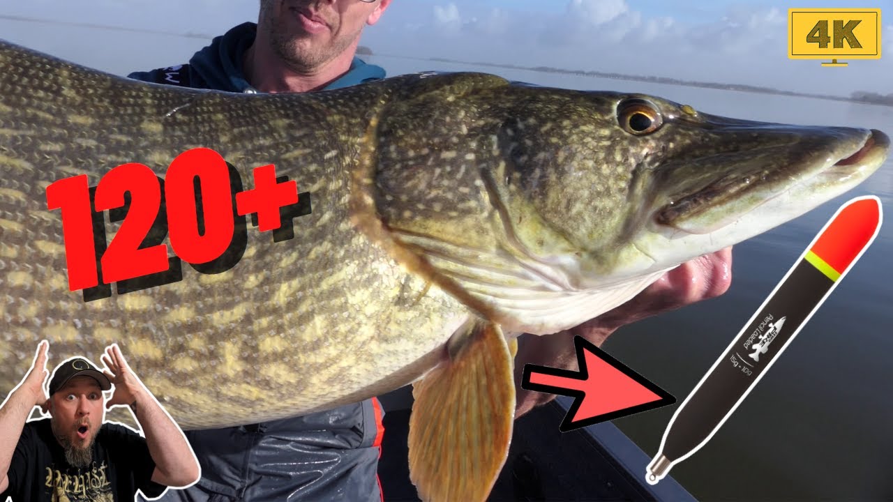 Angeln auf XXL Hechte im Winter - Erfolgreich mit Köderfisch an der Pose - 4K