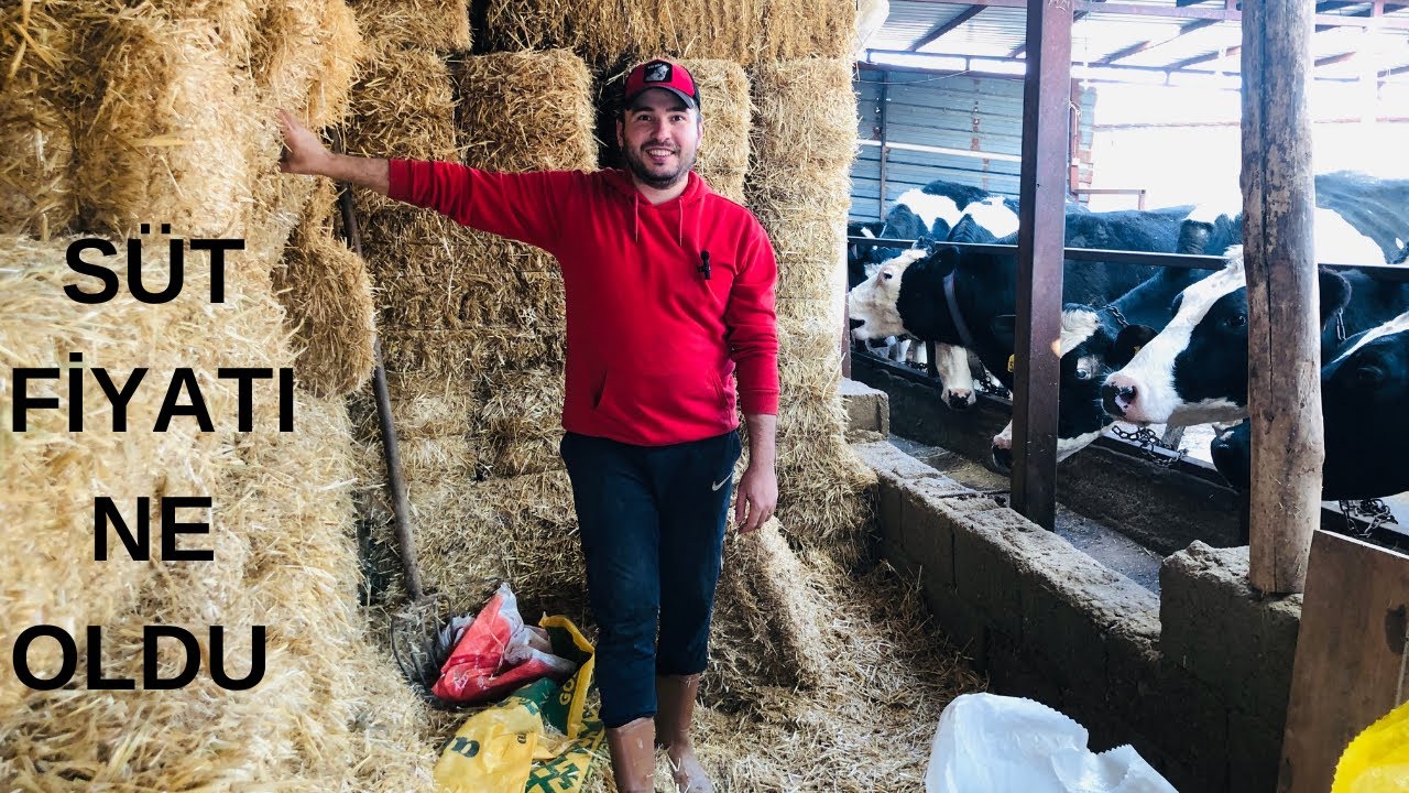 KÖYDE SÜT ÜRETİMİ NASIL YAPILIR.KENDİ İŞİNİ KURMAK İSTEYENLERE