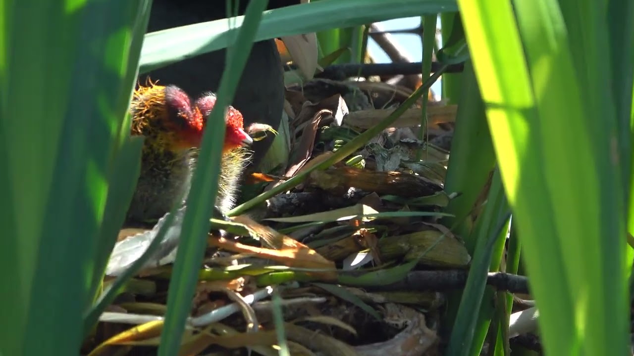 Coot chicks in the irises