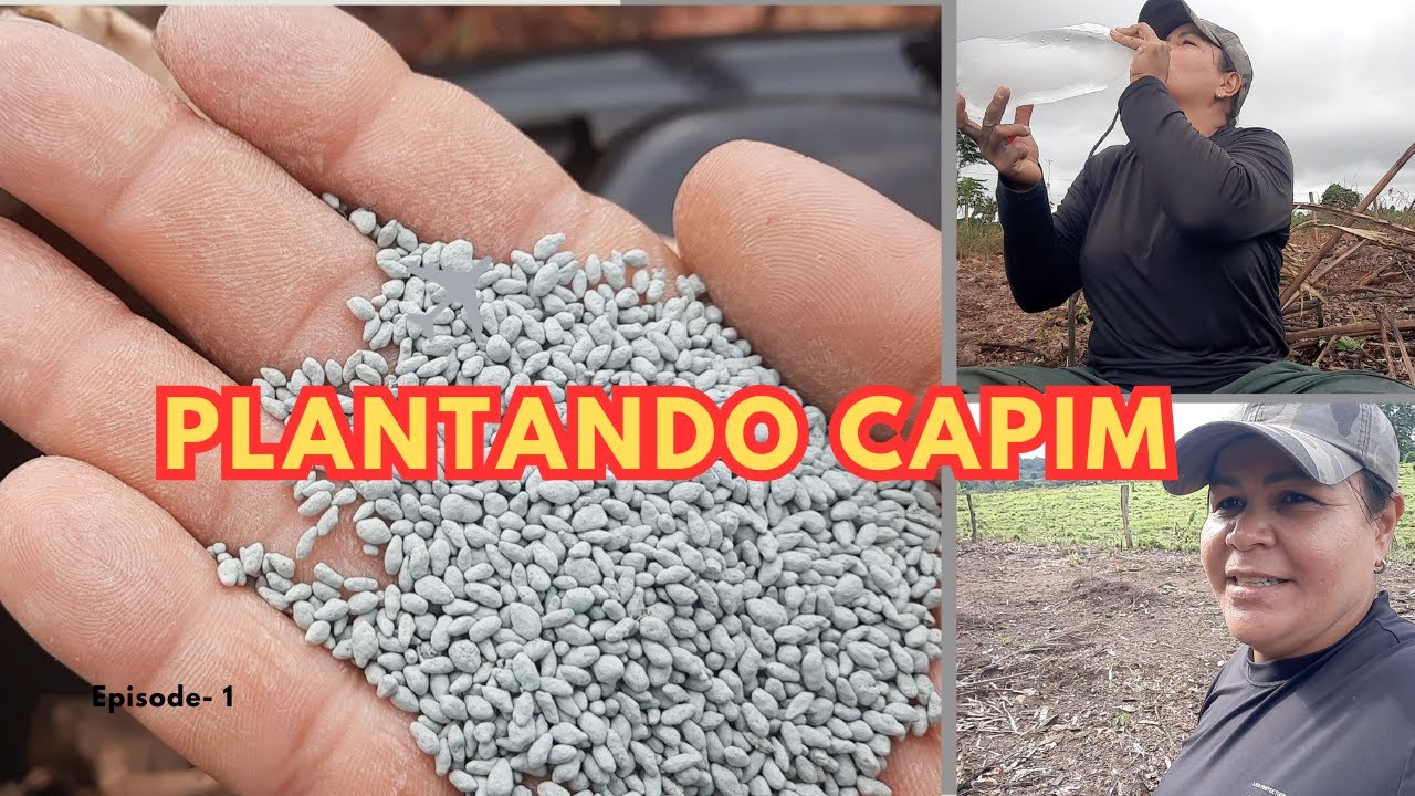 PLANTEI SEMENTE DE CAPIM MANUALMENTE NA FORMA NOVA @Vida na roça com a Cris