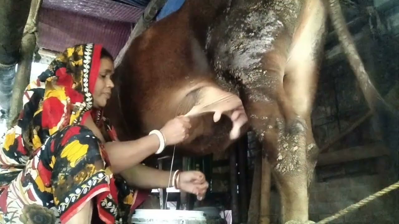 গ্রাম্য পদ্ধতিতে গরুর দুধ দোয়ানোর #bengalivlog #dailyvlog #villagelife #cow 
