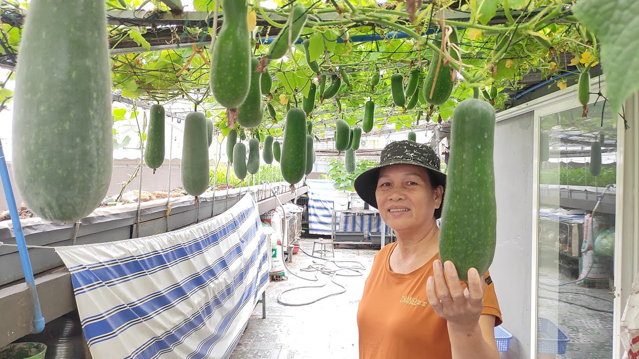 Chia sẻ cách trồng Bí trái ra nhiều muốn sập giàn nhìn là mêêêê  ly luôn | Khoa Hien 542